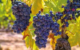 pamukkale denizli üniversite