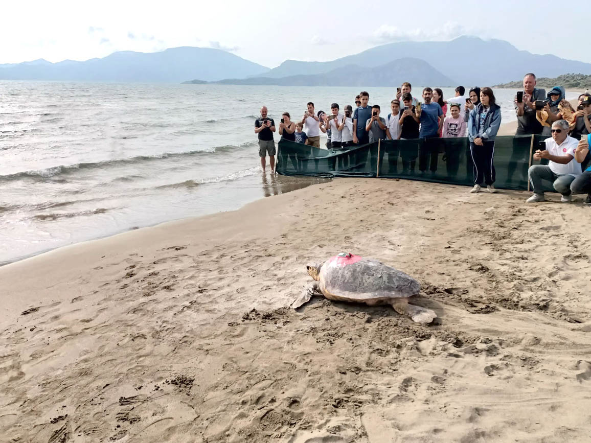pamukkale-universitesi
