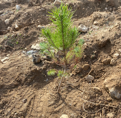 civril-atasay-kamer-myo-milli-agaclandirma-gunu’nde-gelecege-nefes-oldu