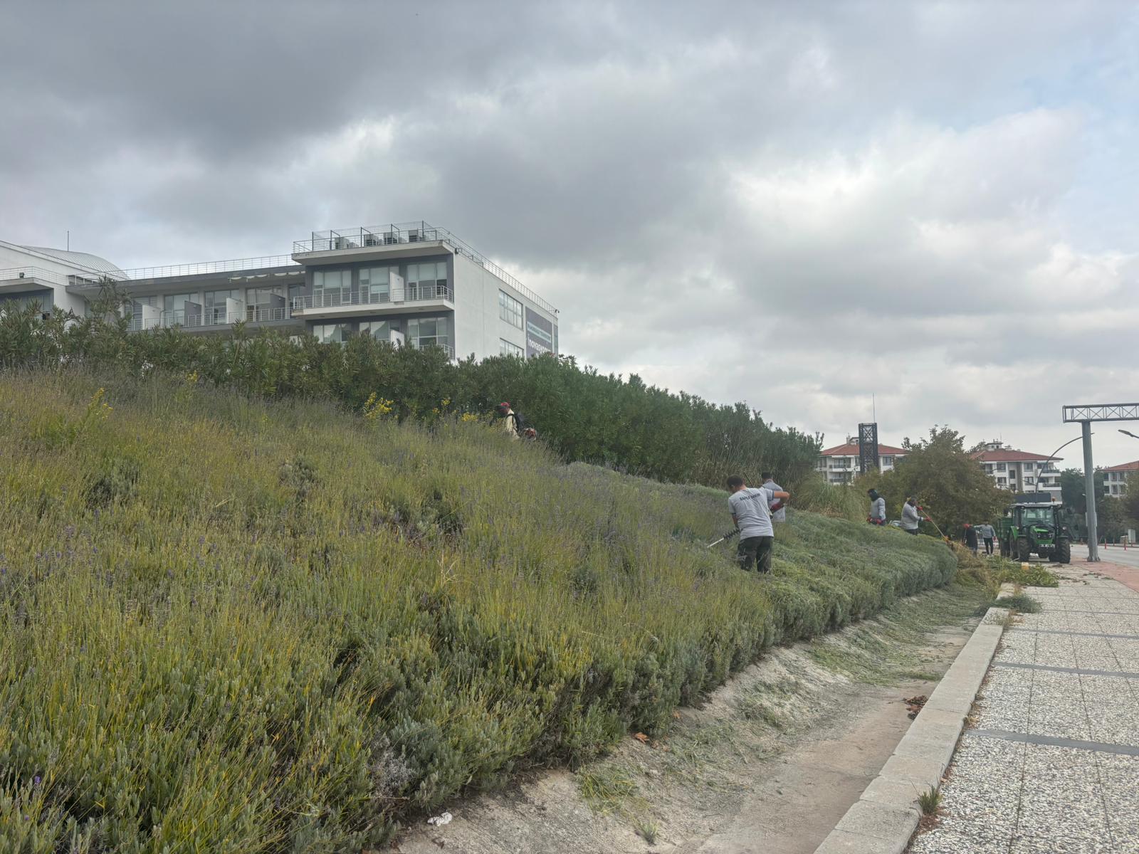 cevre-duzenleme-sube-mudurlugu-tarafindan-duzenlenen-kis-budamalari-baslamistir